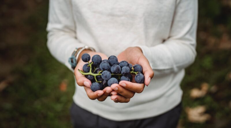 Pet Nat – Pétillant-Naturel – Ein Sprudelnder Genuss